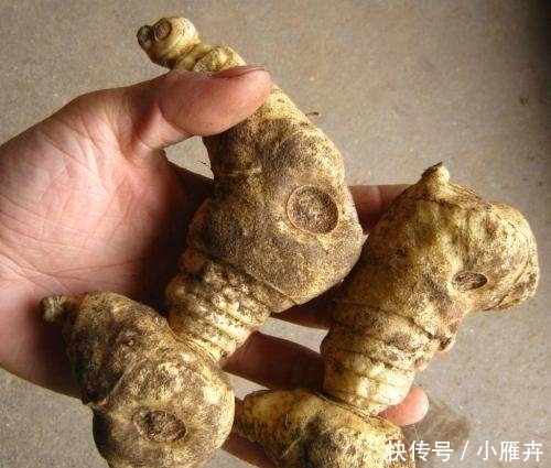 这种药材，市场很少见，农村种植，一亩可赚5万左右！