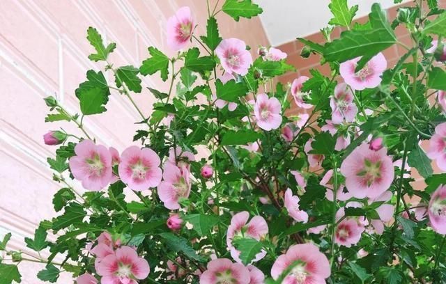  『夏季』气温高了，推荐养4种“耐热”花卉，天气越热花开得越鲜艳