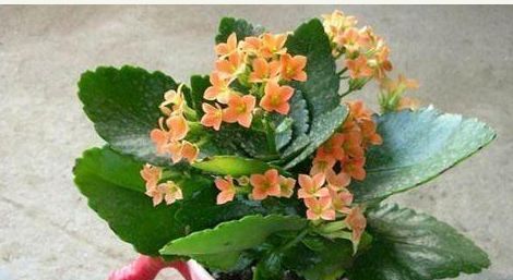  『最合适』这四种花“叶插”最合适，摘片叶子就能插活，嫩芽呼呼冒不停