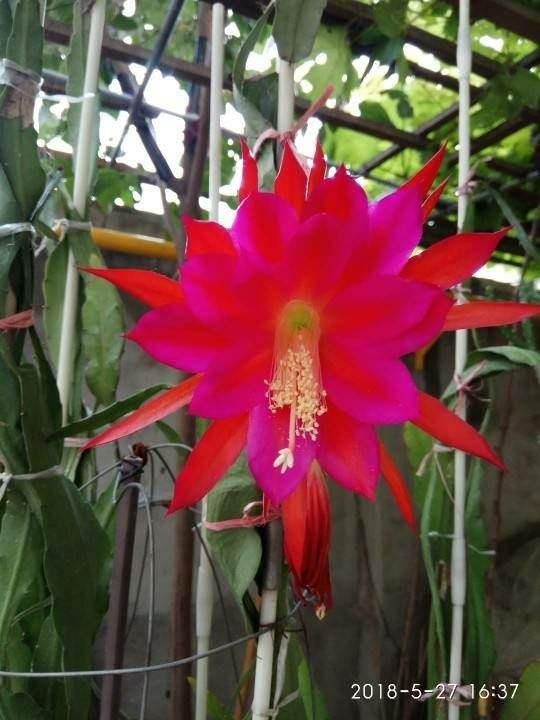  #充足#养令箭荷花，做好“这5点”，花大色艳，一次开花20朵