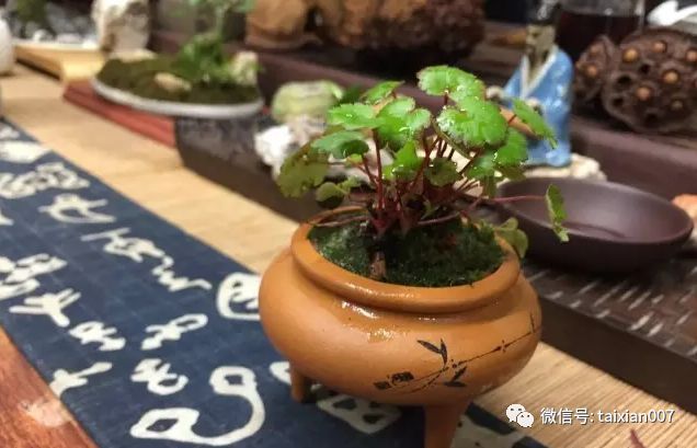 微盆景:把玩古朴的雅趣