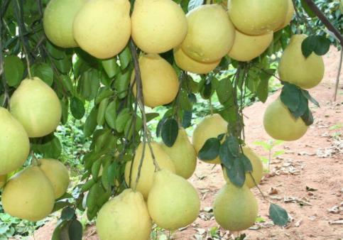 这位果农每年投入200万元进行科学种植管理，把柚子种出了财富