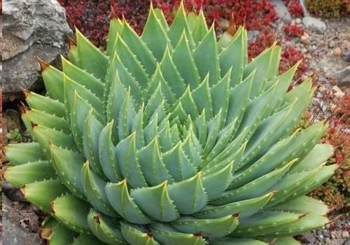  [种多肉植物]1种珍贵“多肉”，养1盆成奢侈，价值高过观音莲10倍