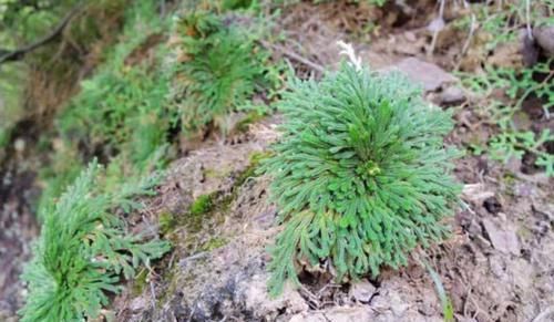  「药草」生长于悬崖峭壁的药草，俗称“长生草”，很多人都冒着危险去采摘