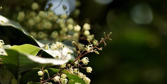  「种植物」苹婆介绍！岭南风物的盆栽！