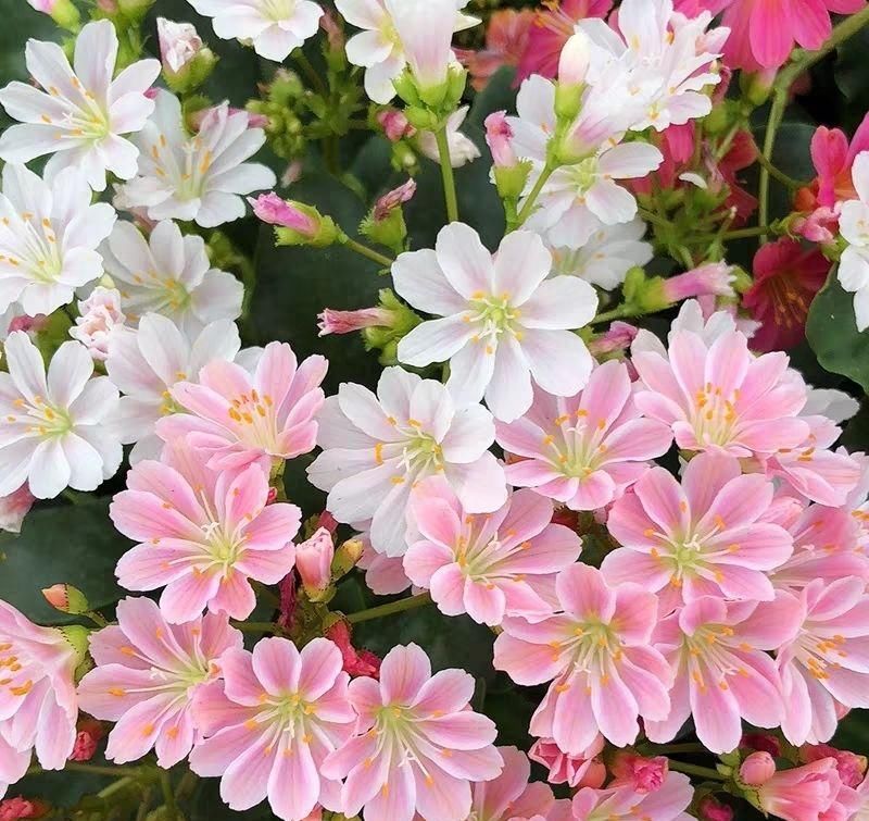  『露薇花』颜值超高的多肉，阳台四季有花看，比长寿绿萝美多了！