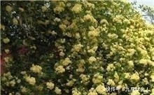 『俏丽』人间四月最美天，又是一年春来到，春意艳然，花开俏丽