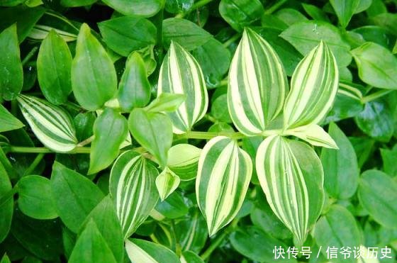 「植物」银线水竹草栽养要点有哪些,这里知道来看看吧