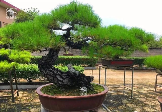 盆景大师都爱玩，山松会否成为下一个热点？