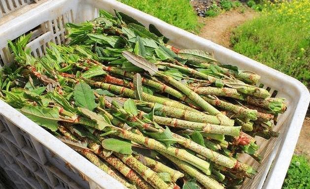  「抢手货」农村娃最爱吃的“酸筒杆”，出口到国外后却成外国人