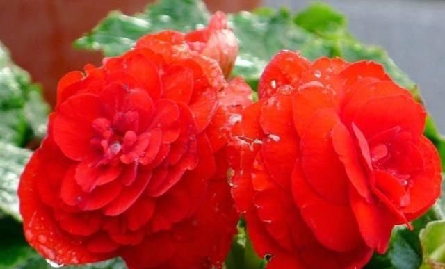  『花赏』四季海棠“开花慢”？吃点“小垃圾”，花朵钻全枝，花赏四季不断