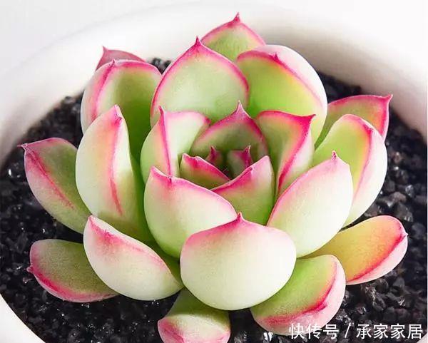  【漂亮】十大最漂亮的多肉植物，推荐景天科最漂亮的十款多肉植物