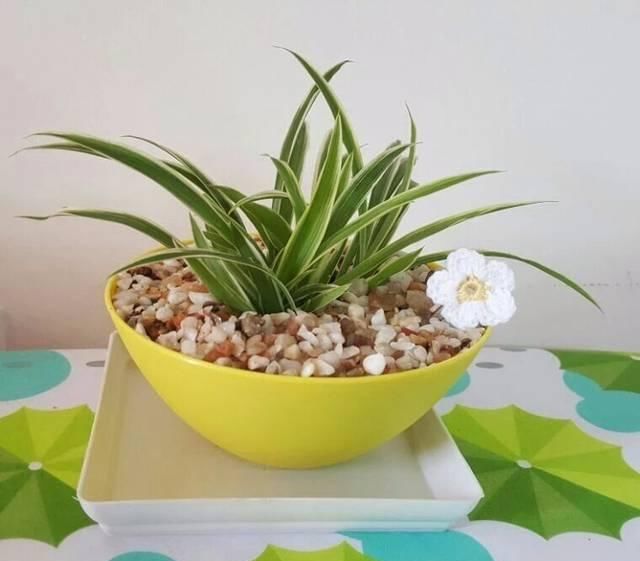  盆栽植物：我用这方法扦插繁殖了几十盆的植物，薄荷、吊兰轻松培育