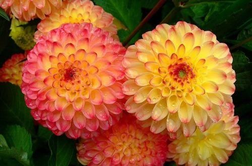#温度#大丽花烂根怎么救治,有哪些栽种技巧?