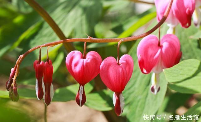 『漂亮』养花就养盆它,一年四季开花不断,花形别致非常漂亮,非常好养