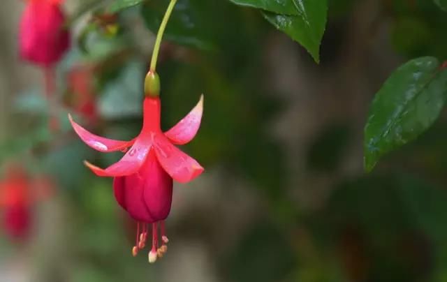  『灯笼』倒挂金钟四季常绿，花朵颜色艳丽，开花像灯笼，赶紧养一盆