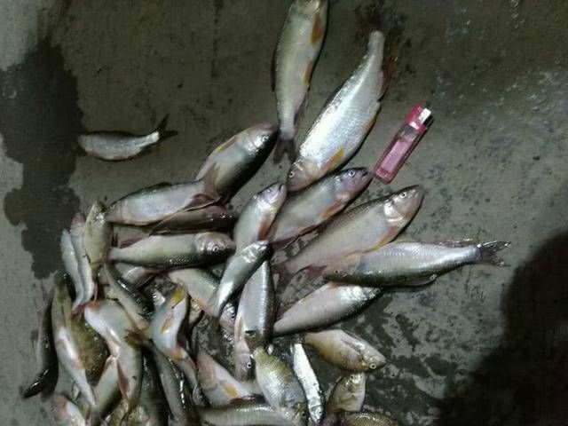 个头:溪边狂拉马口鱼,这马口鱼的个头不小吧,难得遇到这么好的资源!