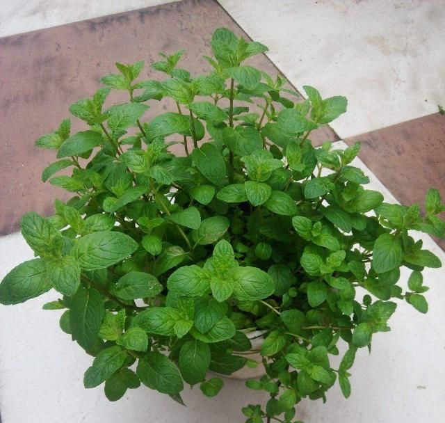  适合|适合厨房养的植物，吸油烟，还为厨房增添绿色！