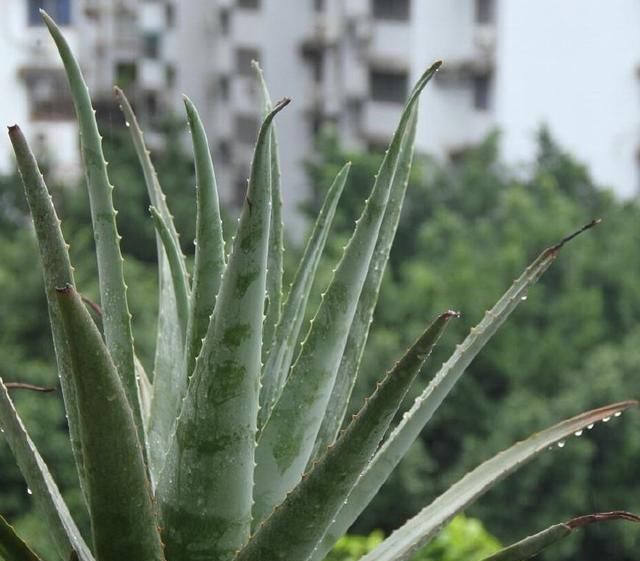 『轻松』懒人养花就种这几种,种一盆轻松长一片,忘记浇水也能长爆盆!