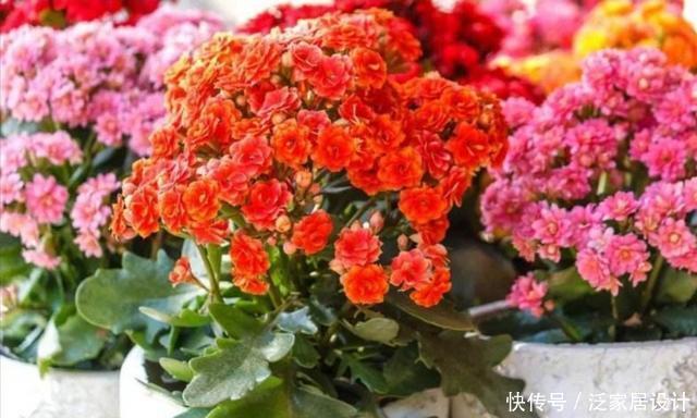 打造|冬天阳台要有8种花,开花艳丽,花香怡人,打造温馨小花园