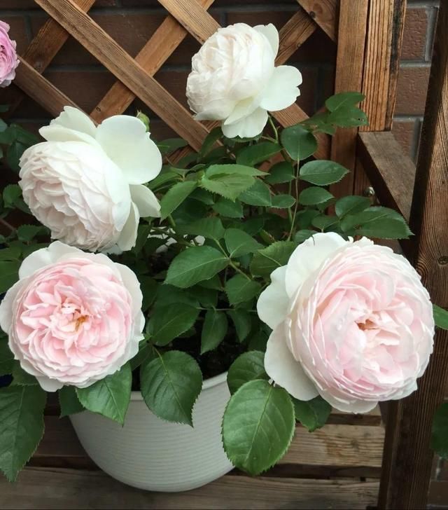 「球老师爱吃薄荷冰淇」封闭阳台养花,防盗窗有大用,1平米也能变花园!