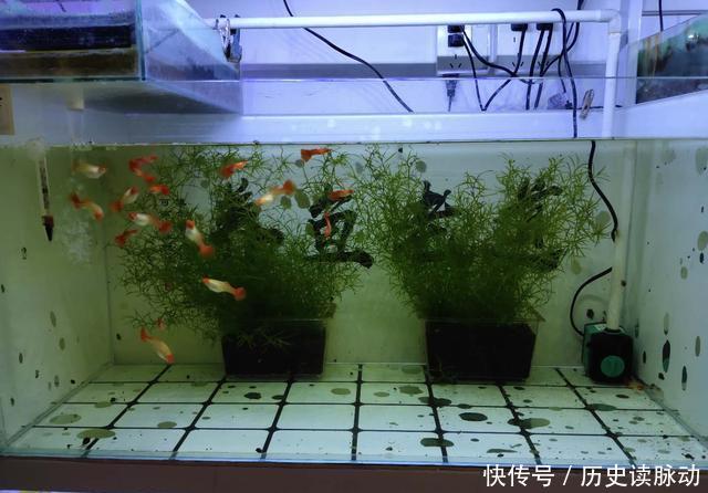  #何种#小鱼缸饲养观赏鱼，应该选择什么品种，何种过滤形式为好？