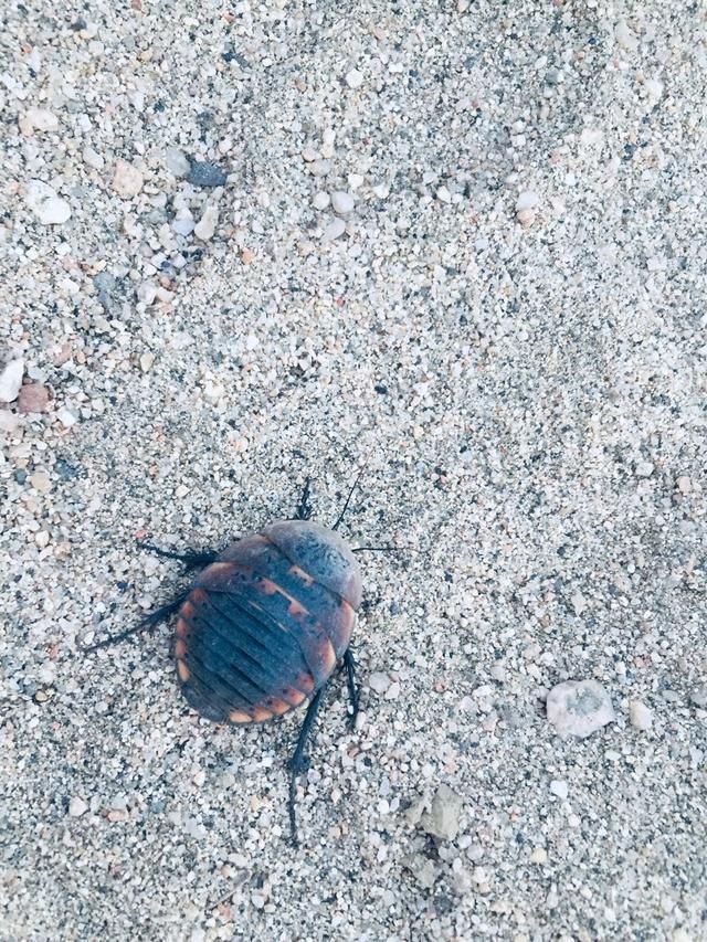 农村常见的1种虫子，是一种药材，见到了别扔掉！