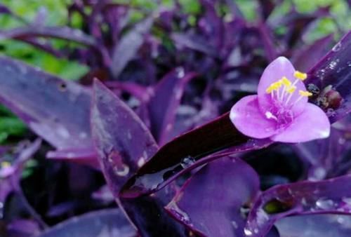  #草花#盆栽、地栽、水培都容易活，紫竹梅不愧为最好养的草花