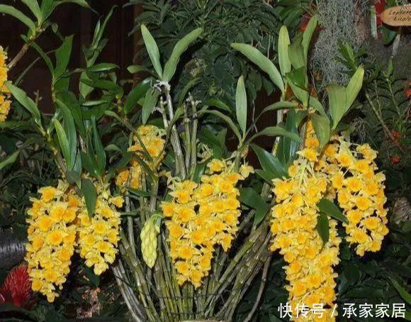『漂亮』门前石头上长了一丛草,朋友出1000元来买,开起花来真漂亮!