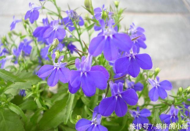 耐热■适合夏天养的3种花,耐热耐旱不怕晒,现在养一盆,很快就开花