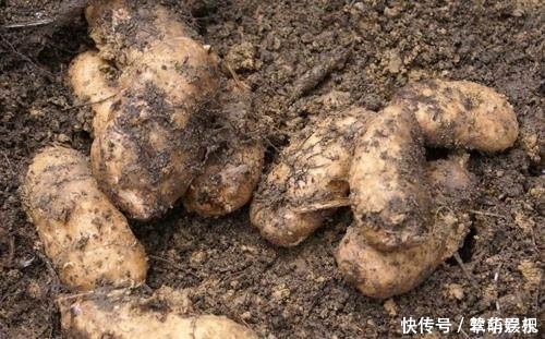  「情绪」农村老大爷上山采药,一个树干挖到一堆土豆,得知真相后情绪失控！