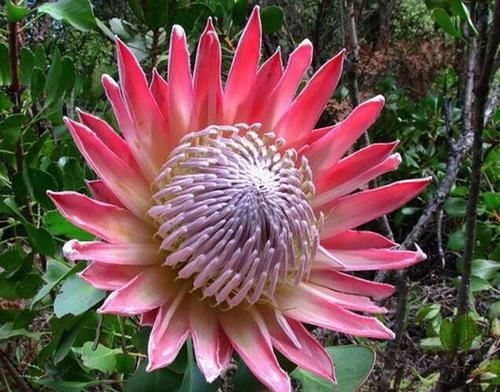  「无数枚向上支起」此花，帝王之气，花形大奇，花色丰富多彩，具有美颜改善失眠功效
