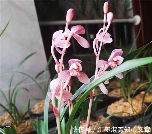  「能换」如何才能知道兰花剪掉花剑多久能换盆