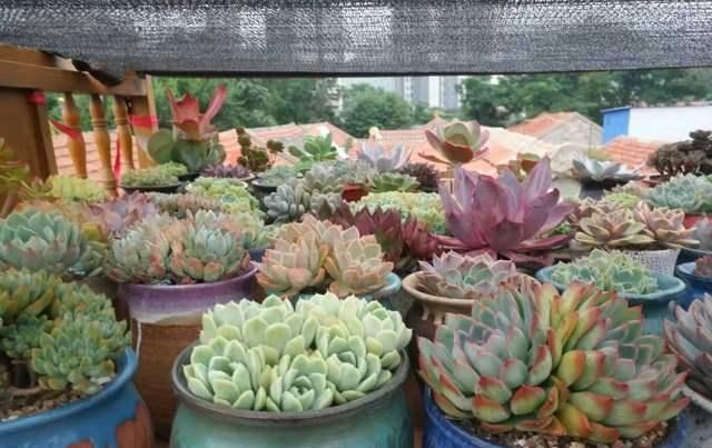  边缘少量：夏天多肉植物病虫害肆虐,掌握3个小技巧,让肉肉远离病虫害!