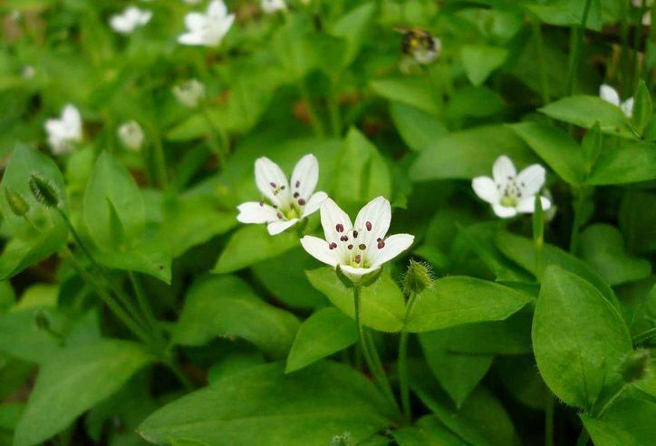农村一野草，人称“圆酸菜”，以前用来喂猪，如今城里一斤30元