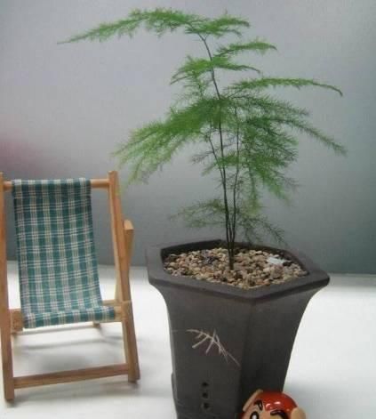  经验■18种植物的养护大全，小编多年来的养花经验