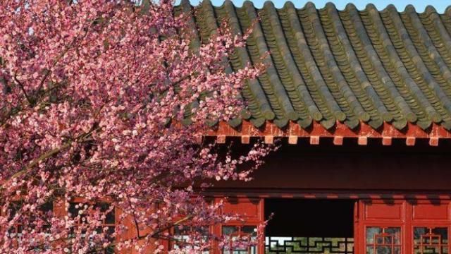  「富贵」庭院种这5种“景观树”，雅致大气、好寓意，种家中一派富贵气象