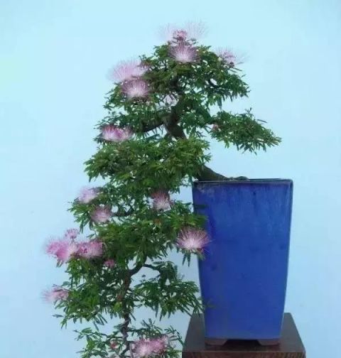 一组悬崖盆景佳作欣赏 可上九天揽月 可下五洋捉鳖