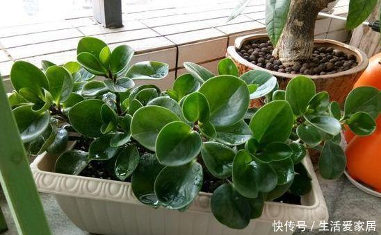  老奶奶■老奶奶不花钱买3种花，全靠叶片扦插繁殖，叶子多少苗多少