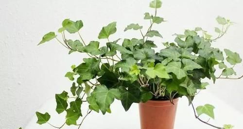  【可不】这些花可不喜欢晒太阳，放个角落就能呼呼长个，北方更适合