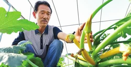 农村小伙种假香蕉，亩产14000斤，预计赚50万，却亏损惨重