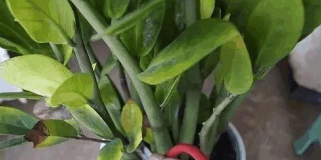  『虎皮』盆土里埋一颗“金丹”，吊兰、虎皮兰，根上长满“白葫芦”