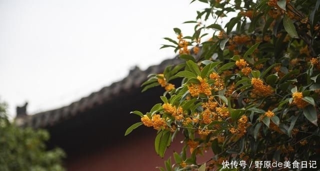  【合适】农村老家院子种什么树合适？老农：这4种树，千万别错过