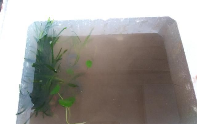  『动手』鳑鲏繁殖期到啦，自己动手，花最少的钱，给它们做个窝。