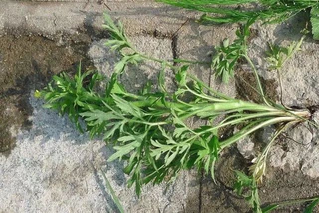  药用价值■农村茅厕边野草，人称“水杨梅”，农民见到就烦，但