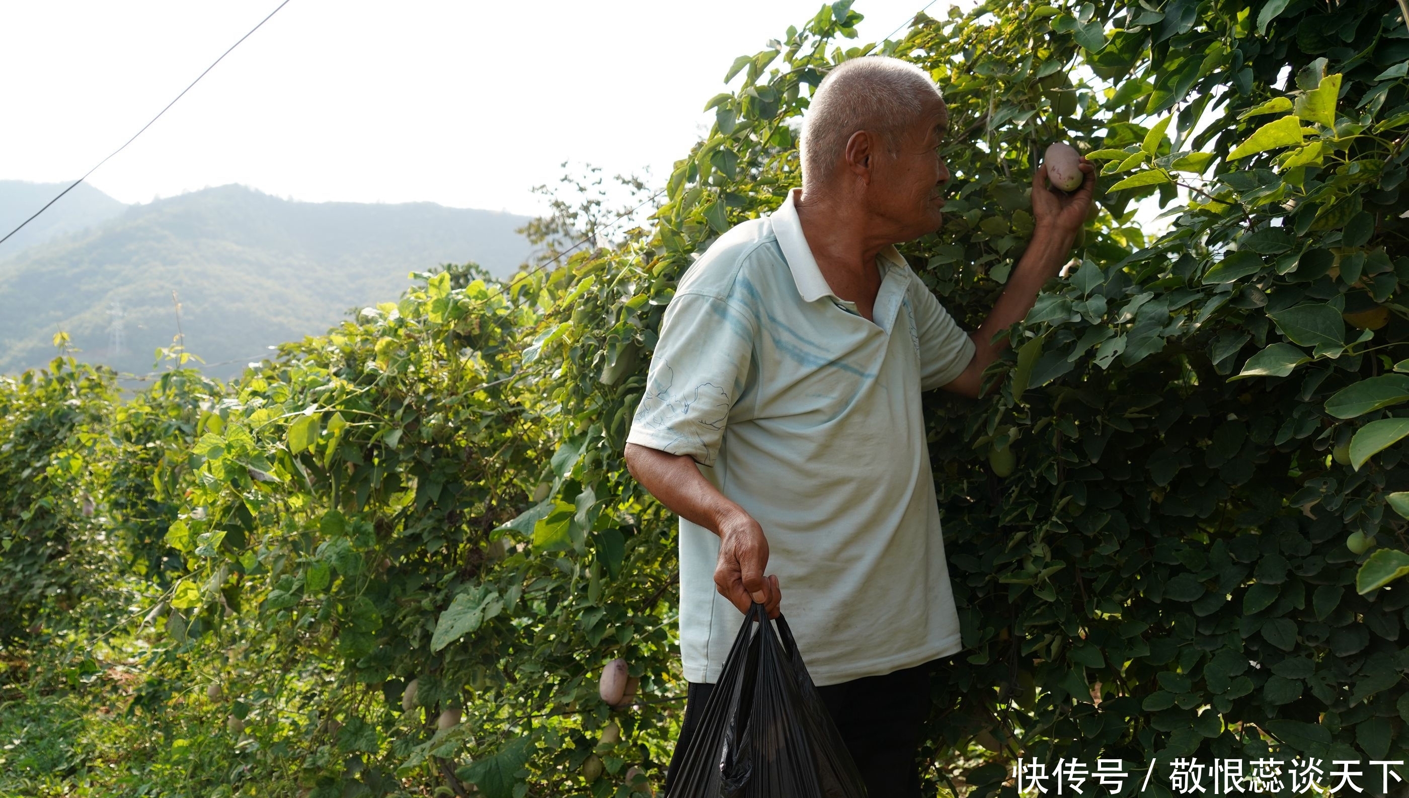  野果■农民大爷从山上挖回10苗野藤，5年繁殖400株，年赚10万元