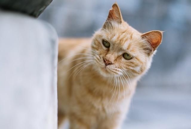 故宫博物院在故宫里么