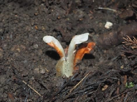  簇生|这种稀罕物，长得好独特，您走路注意别踩踏到它，价值在当