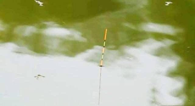 [鱼率]野钓鲫鱼，口碎且杂，刺鱼率极低，可以从这几个角度分析一下原因