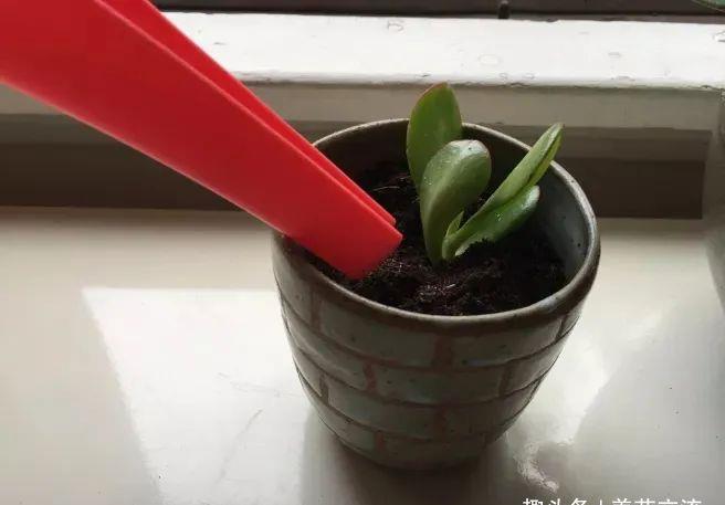 [植物的侧芽]轻松繁殖多肉植物的三种方法，不要觉得养多肉有多难